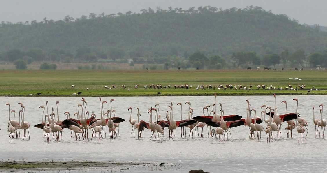 pocharam-wildlife-sanctuary-img